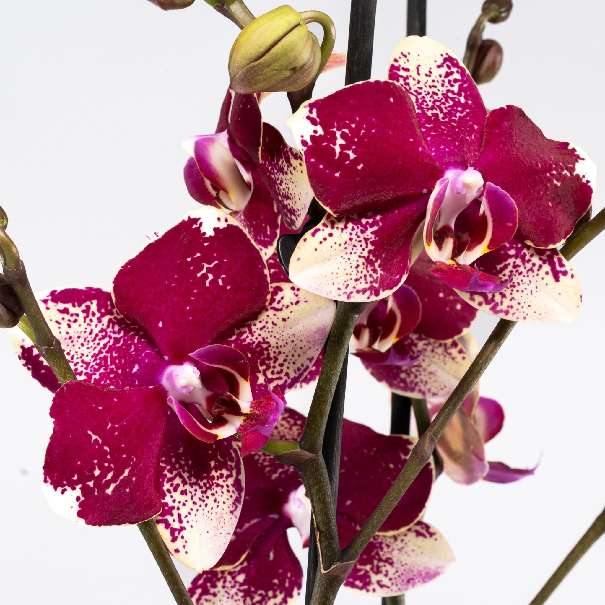 How to Care for Your Orchid in Autumn: A Grower's Guide - Love Orchids