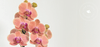 How to Get Your Orchid to Bloom Again: A Grower's Guide - Love Orchids