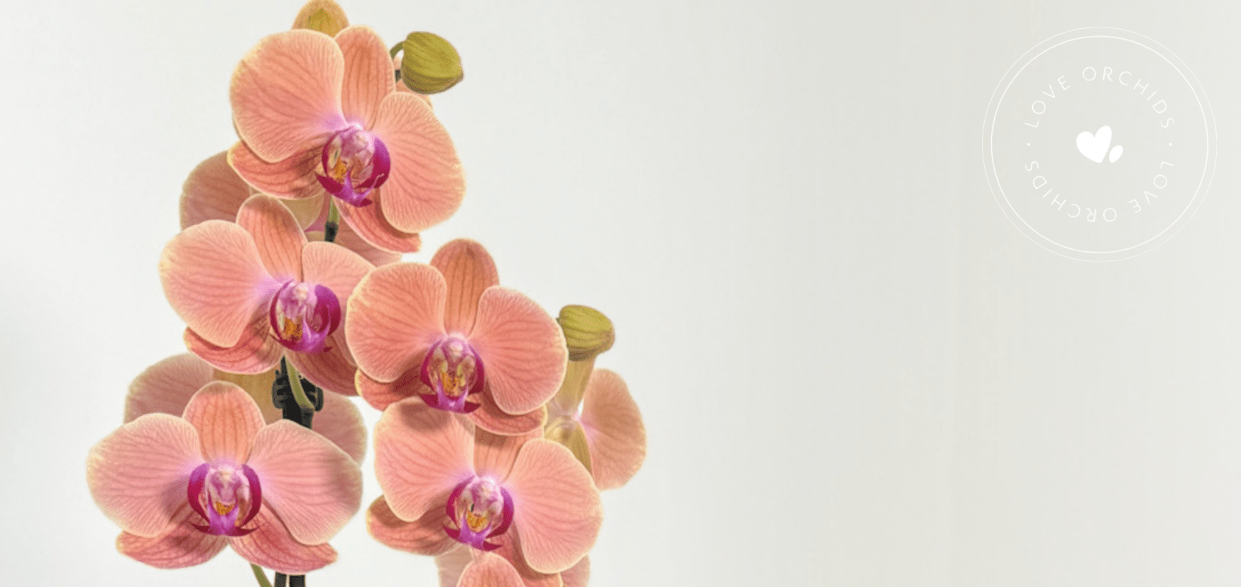 How to Get Your Orchid to Bloom Again: A Grower's Guide - Love Orchids