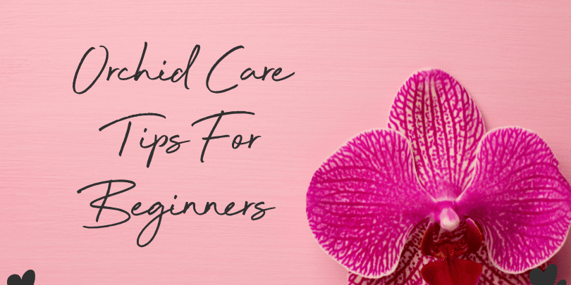 Orchid Care Tips for Beginners: 7 Simple Ways to Help Your Orchid Thrive - Love Orchids