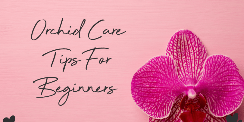 Orchid Care Tips for Beginners: 7 Simple Ways to Help Your Orchid Thrive - Love Orchids