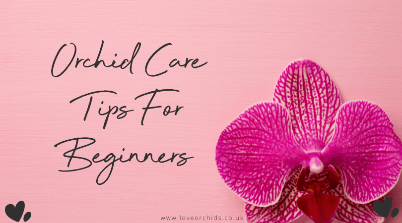 Orchid Care Tips for Beginners: 7 Simple Ways to Help Your Orchid Thrive - Love Orchids