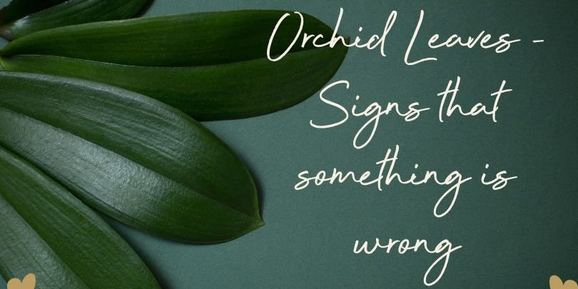 Orchid Leaves - Signs That Something's Wrong - Love Orchids
