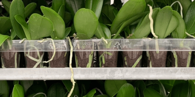 Orchid Roots Explained: What Healthy & Unhealthy Orchid Roots Look Like - Love Orchids