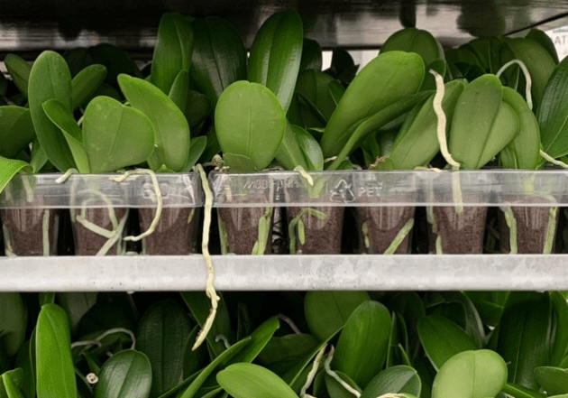 Orchid Roots Explained: What Healthy & Unhealthy Orchid Roots Look Like - Love Orchids