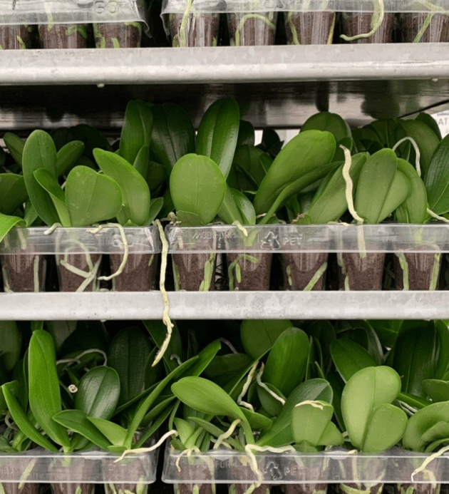 Orchid Roots Explained: What Healthy & Unhealthy Orchid Roots Look Like - Love Orchids