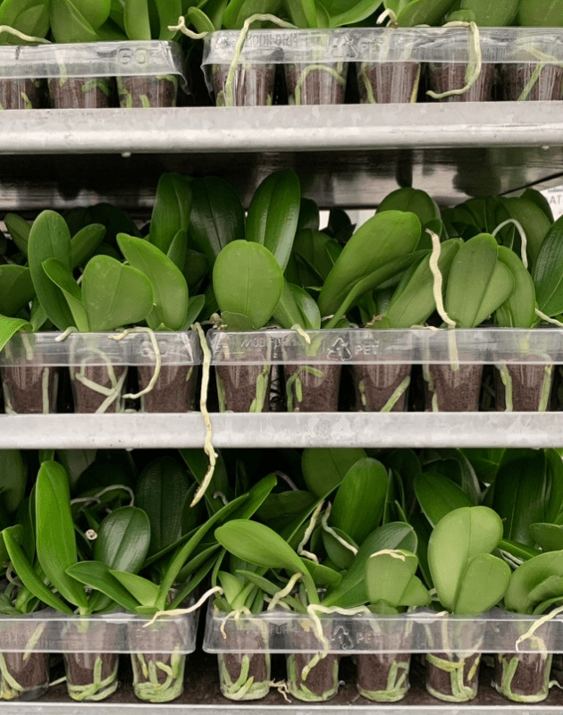 Orchid Roots Explained: What Healthy & Unhealthy Orchid Roots Look Like - Love Orchids