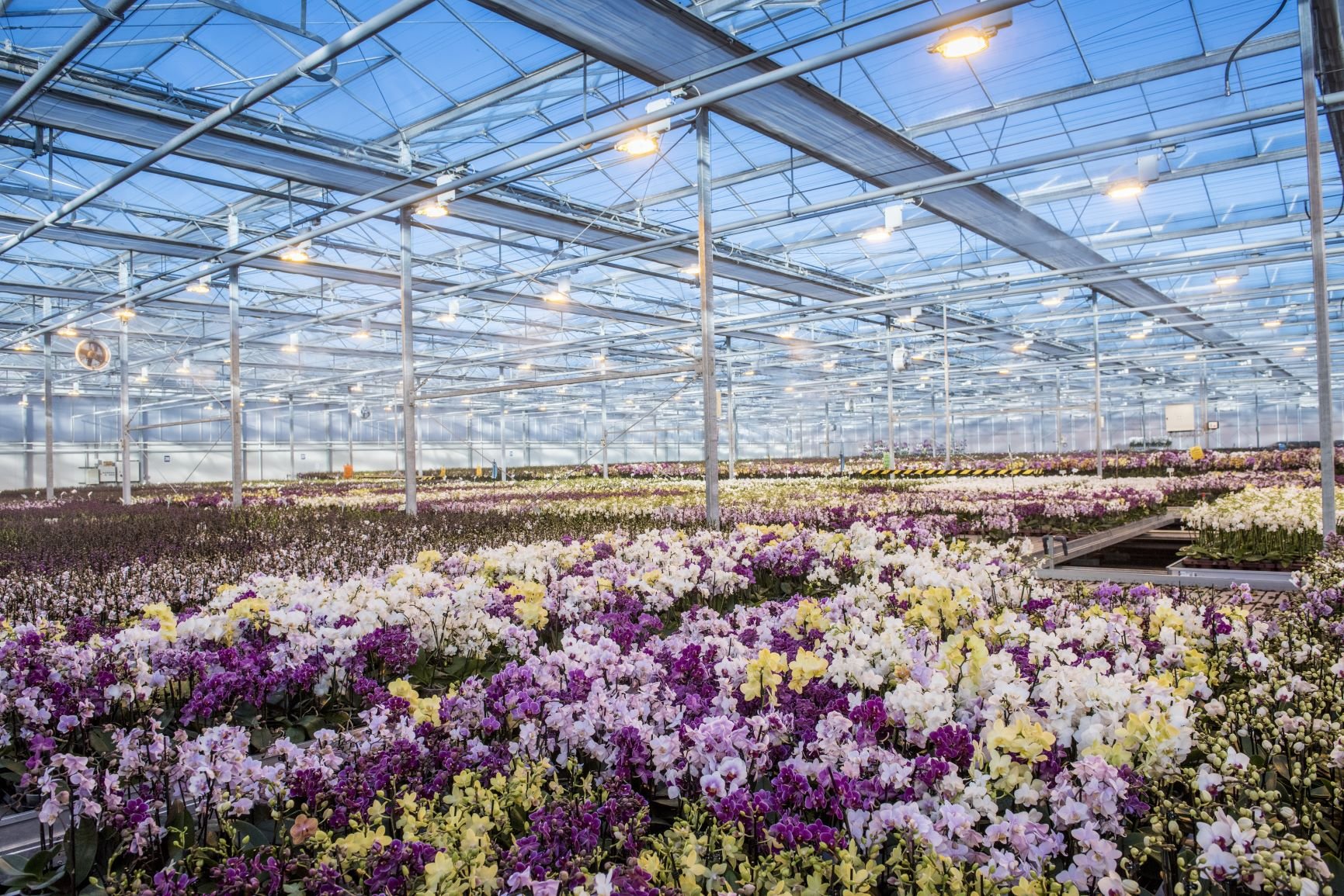 The History of Orchids - Love Orchids