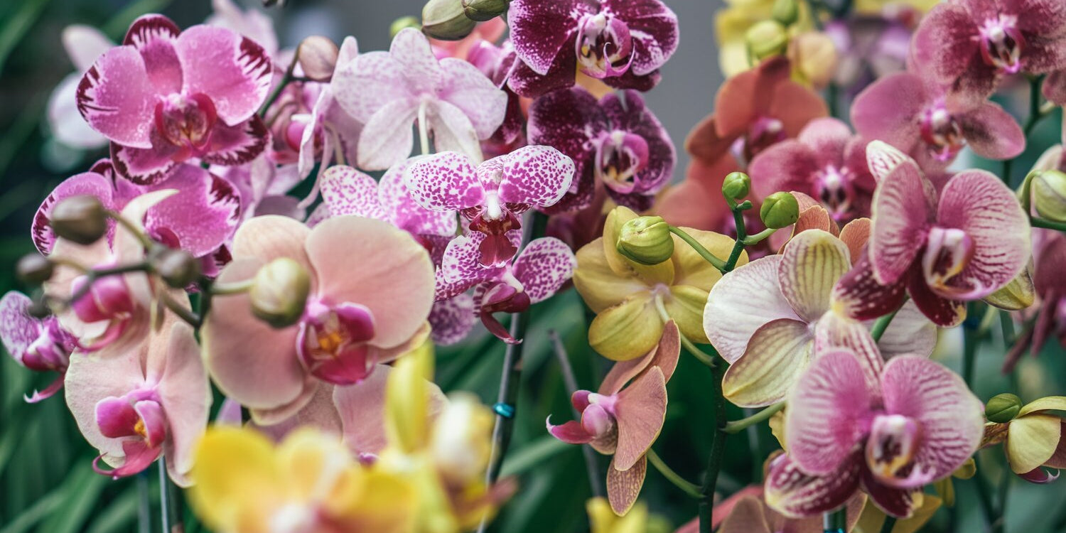 The Language of Orchids: Orchid Colour Meanings - Love Orchids