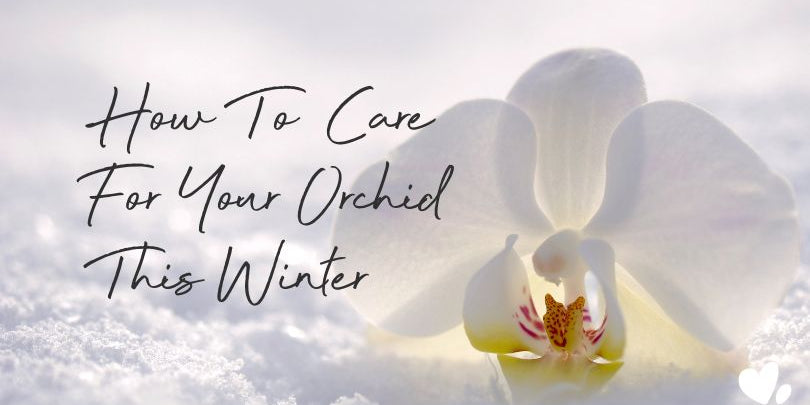 Tips For How To Care For Your Orchid This Winter - Love Orchids