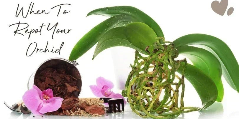 When to Repot an Orchid: Signs It’s Time and How to Do It - Love Orchids