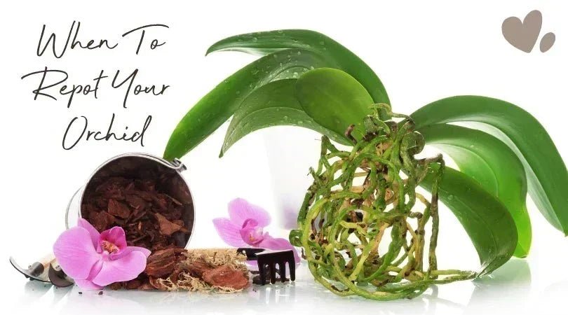 When to Repot an Orchid: Signs It’s Time and How to Do It - Love Orchids