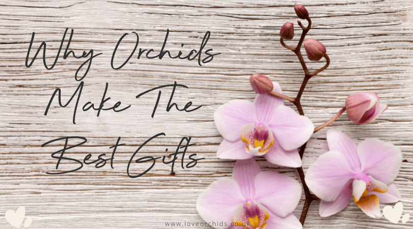 Why Orchids Make The Best Gifts - Love Orchids