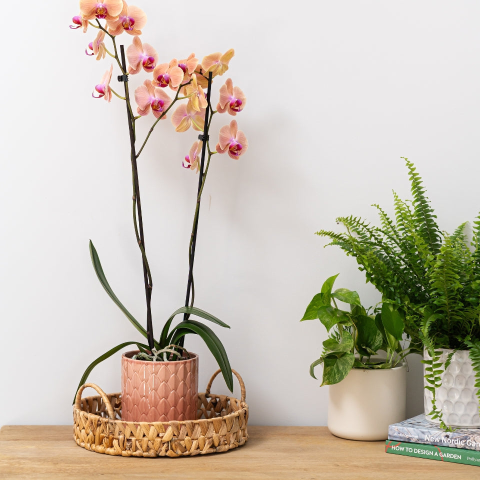 All Orchids - Love Orchids