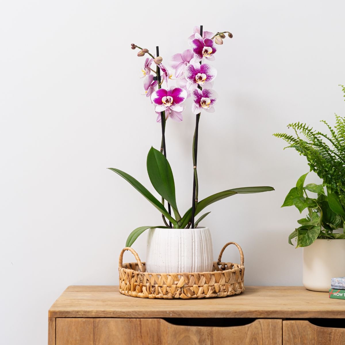 Large Orchids - Love Orchids