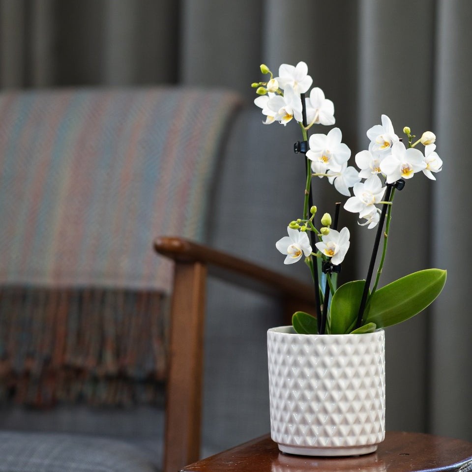 Mini Orchids - Love Orchids