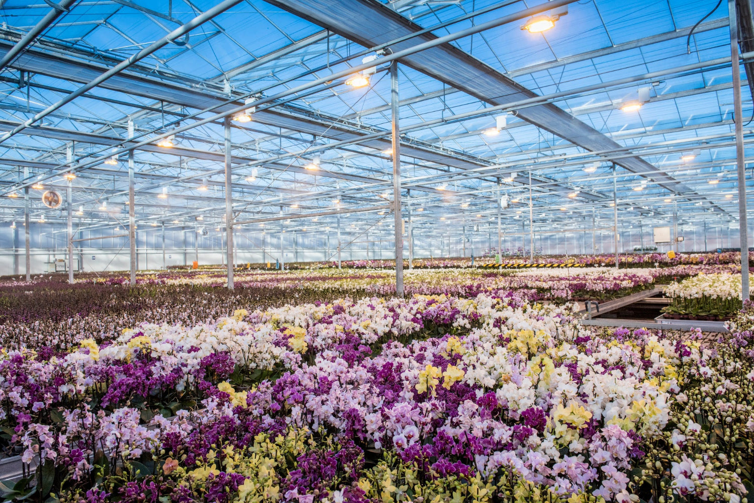 Large greenhouse filled with rows of colorful flowers under bright lights.