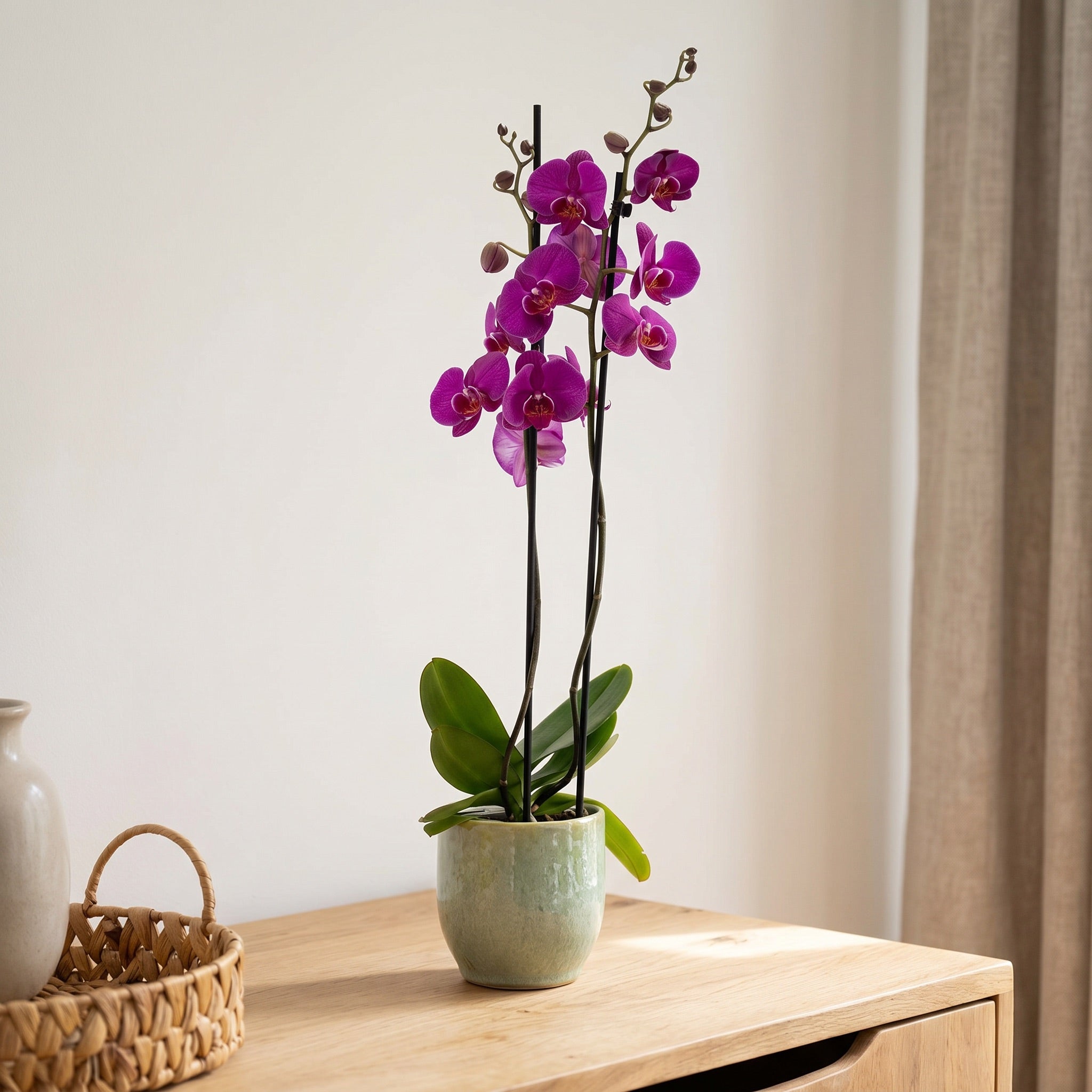 Bartongreen_purple_26_P01.jpg