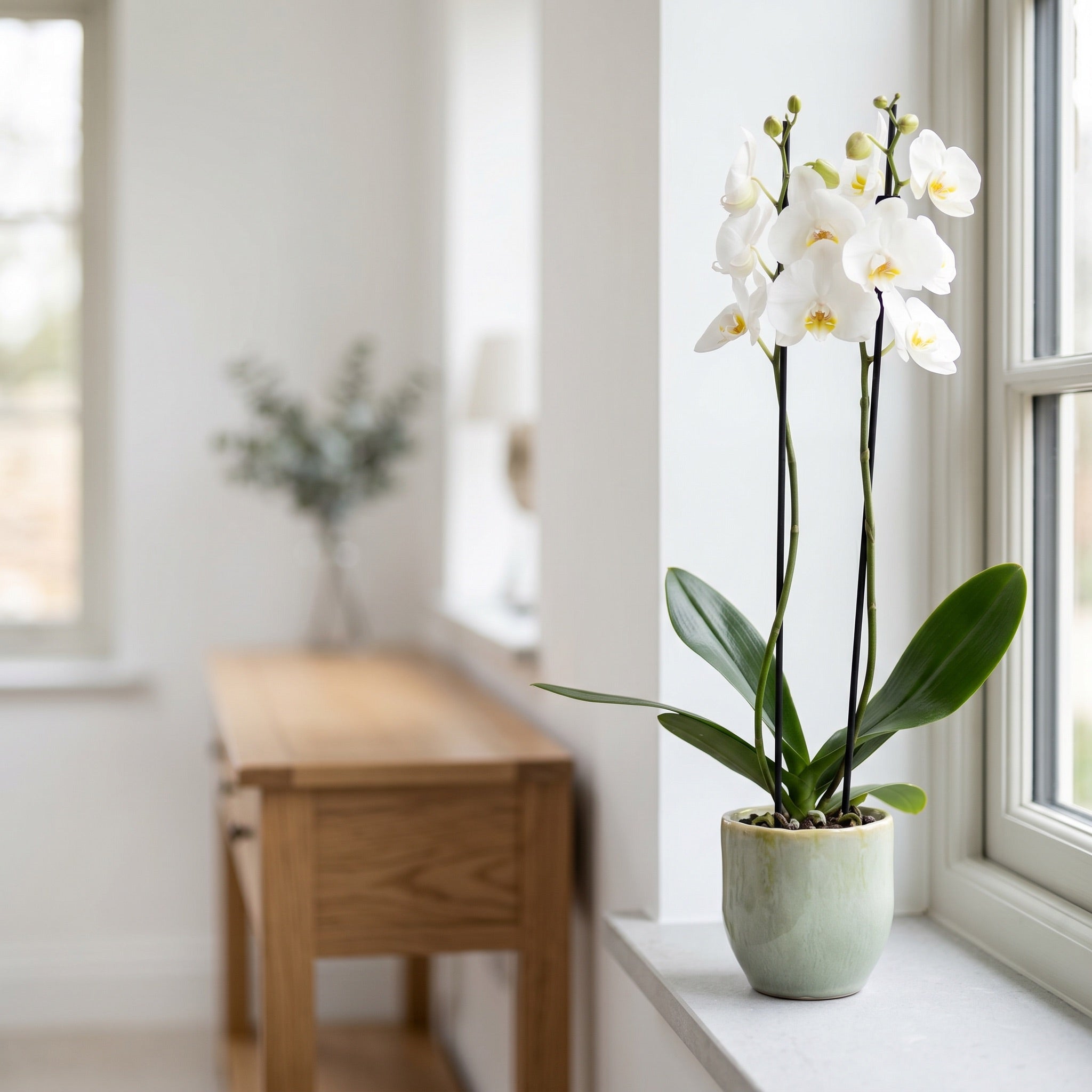 Bartongreen_white_26_P01.jpg