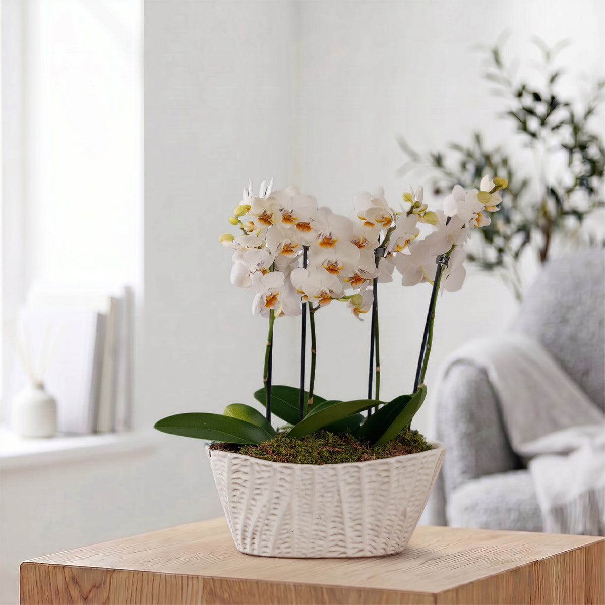 Linwood_white_26_S01.jpg