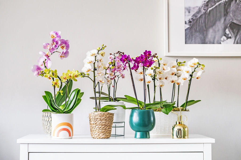 LoveOrchids-Lifestyle_6.jpg