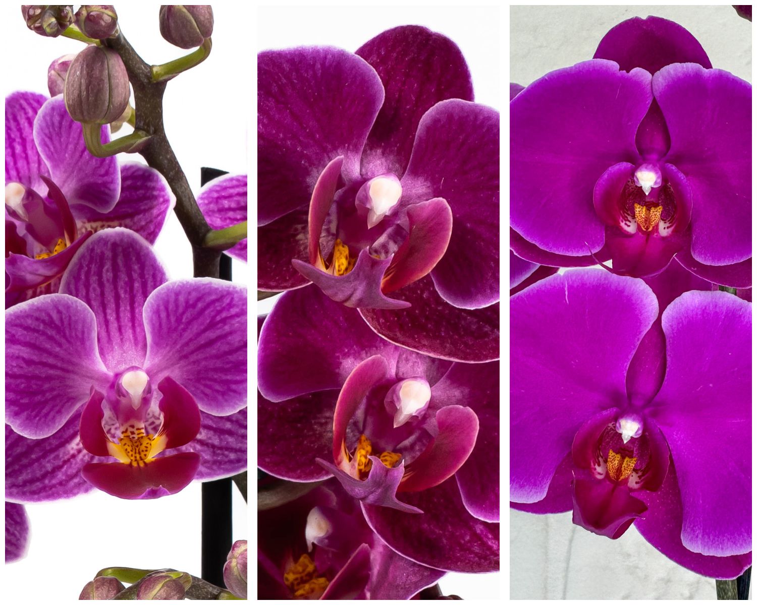 Purple orchids