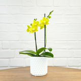 Ashurst: Mini Orchid Ceramic