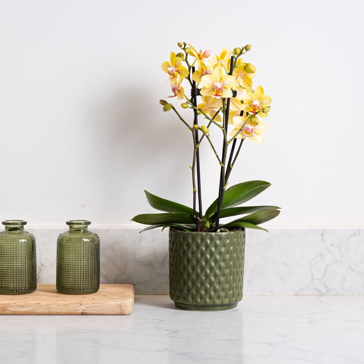 Ashurst: Mini Orchid Ceramic - Love Orchids
