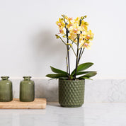 Ashurst: Mini Orchid Ceramic - Love Orchids