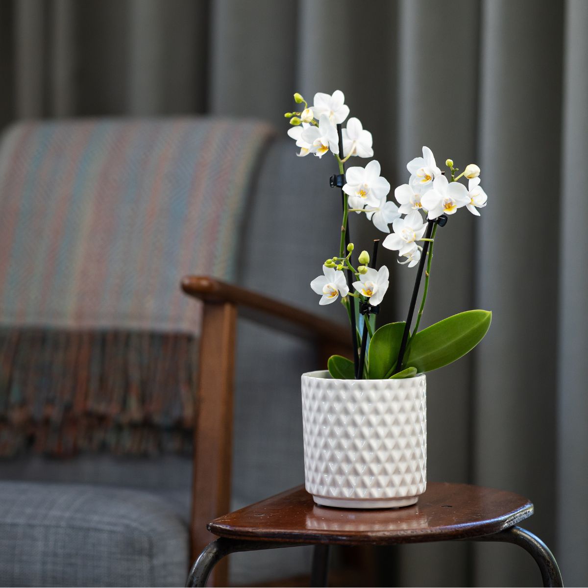 Ashurst: Mini Orchid Ceramic - Love Orchids