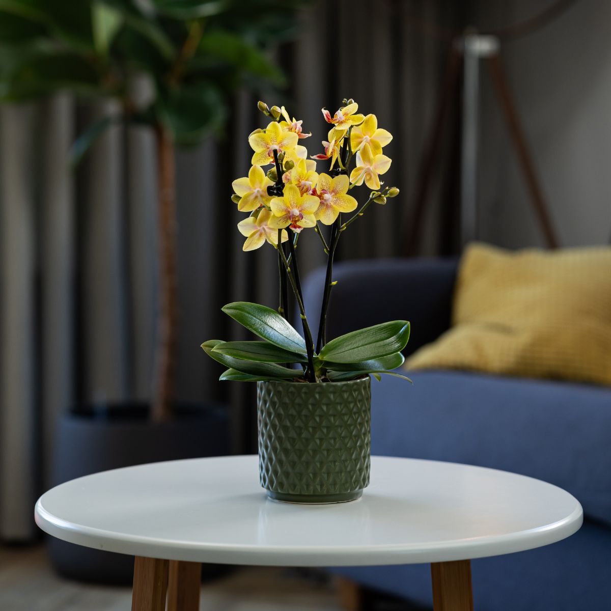 Ashurst: Mini Orchid Ceramic - Love Orchids