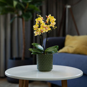 Ashurst: Mini Orchid Ceramic - Love Orchids