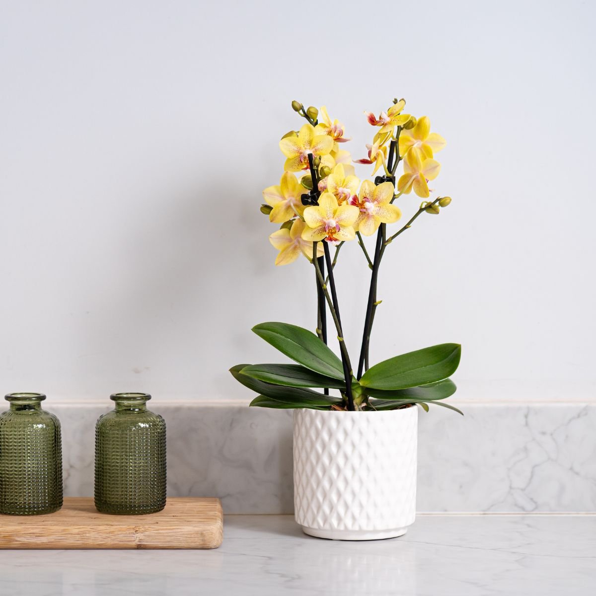 Ashurst: Mini Orchid Ceramic - Love Orchids