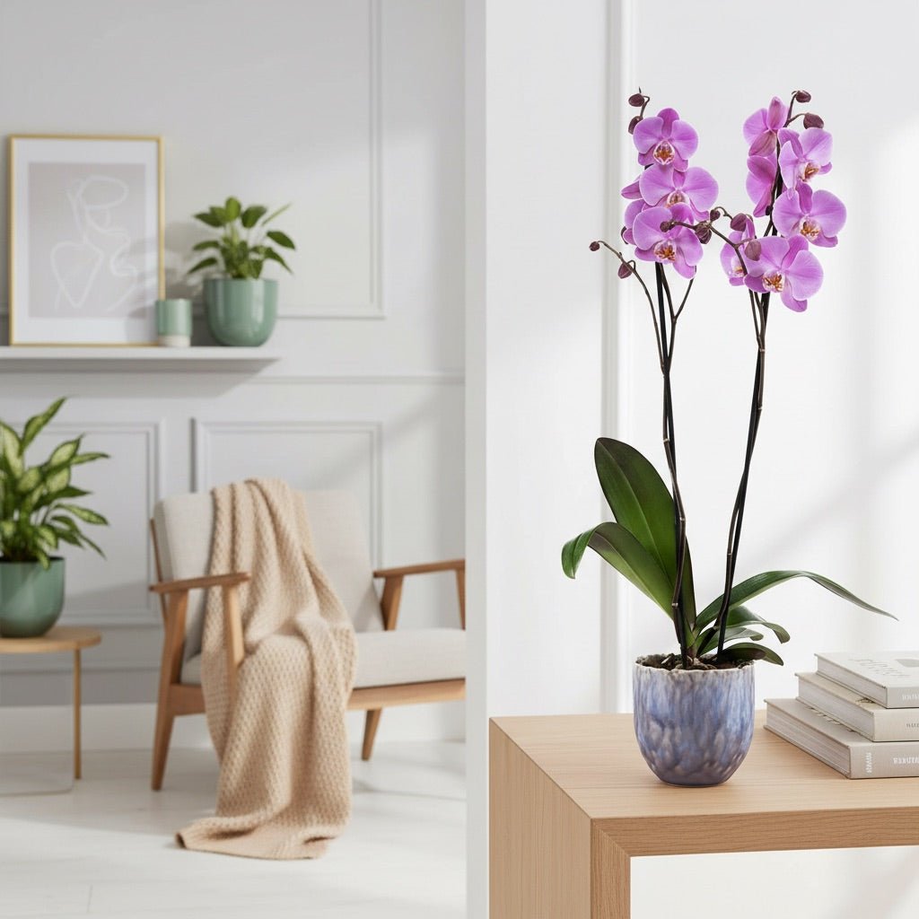 Barton: Large Orchid in Ceramic - Love Orchids