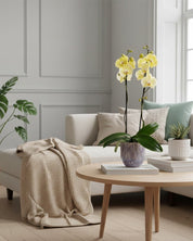 Barton: Large Orchid in Ceramic - Love Orchids