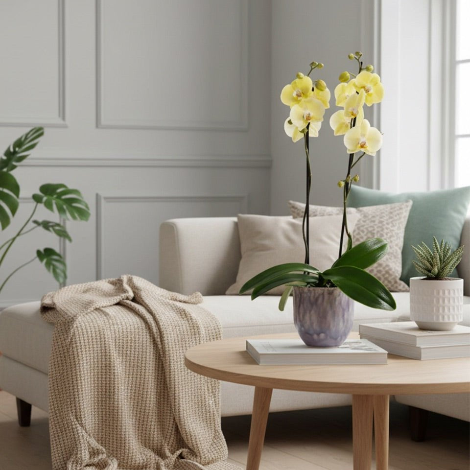 Barton: Large Orchid in Ceramic - Love Orchids