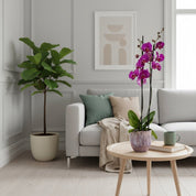 Barton: Large Orchid in Ceramic - Love Orchids