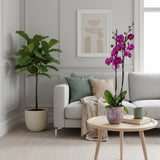 Barton: Large Orchid in Ceramic