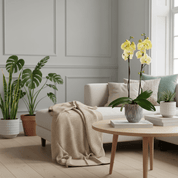 Barton: Large Orchid in Ceramic - Love Orchids