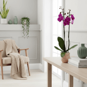 Barton: Large Orchid in Ceramic - Love Orchids