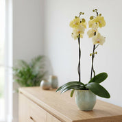 Barton: Large Orchid in Ceramic - Love Orchids