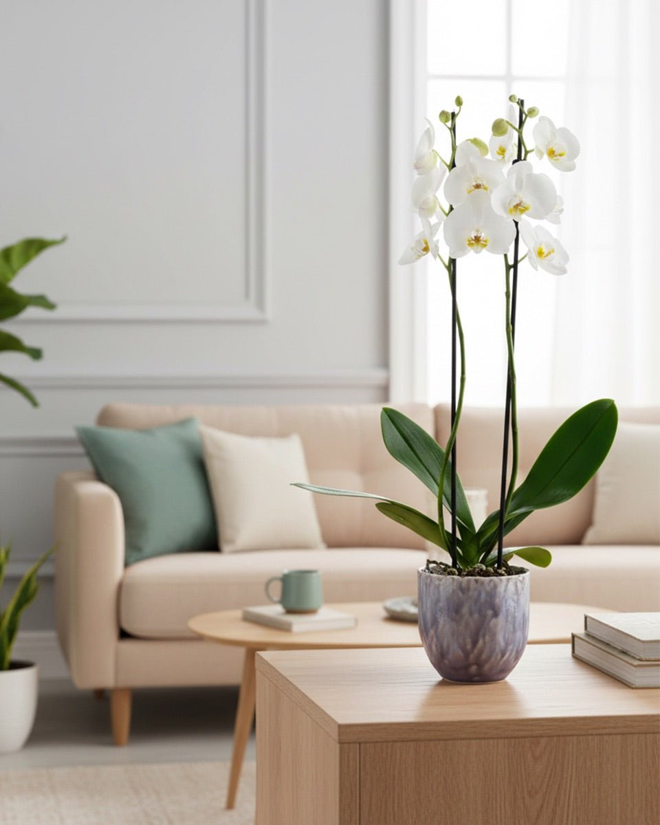 Barton: Large Orchid in Ceramic - Love Orchids