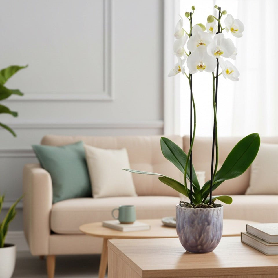 Barton: Large Orchid in Ceramic - Love Orchids