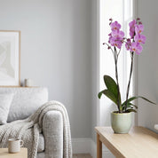 Barton: Large Orchid in Ceramic - Love Orchids