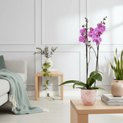 Barton: Large Orchid in Ceramic - Love Orchids