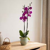Barton: Large Orchid in Ceramic - Love Orchids