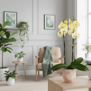 Barton: Large Orchid in Ceramic - Love Orchids