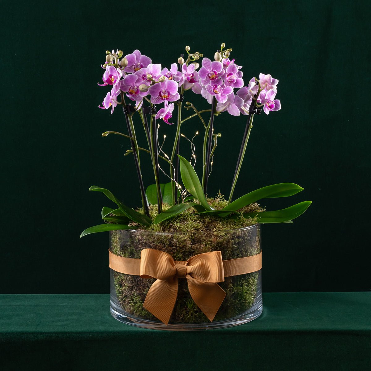 Blissford Christmas Planter - Love Orchids