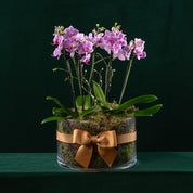 Blissford Christmas Planter - Love Orchids