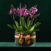 Blissford Christmas Planter - Love Orchids